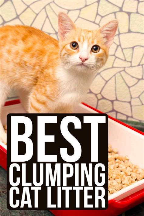 best clumping cat litter|10 Best Clumping Cat Litter of 2024 – Reviews & Top Picks.